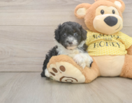 8 week old Mini Aussiedoodle Puppy For Sale - Premier Pups