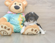 7 week old Mini Aussiedoodle Puppy For Sale - Premier Pups
