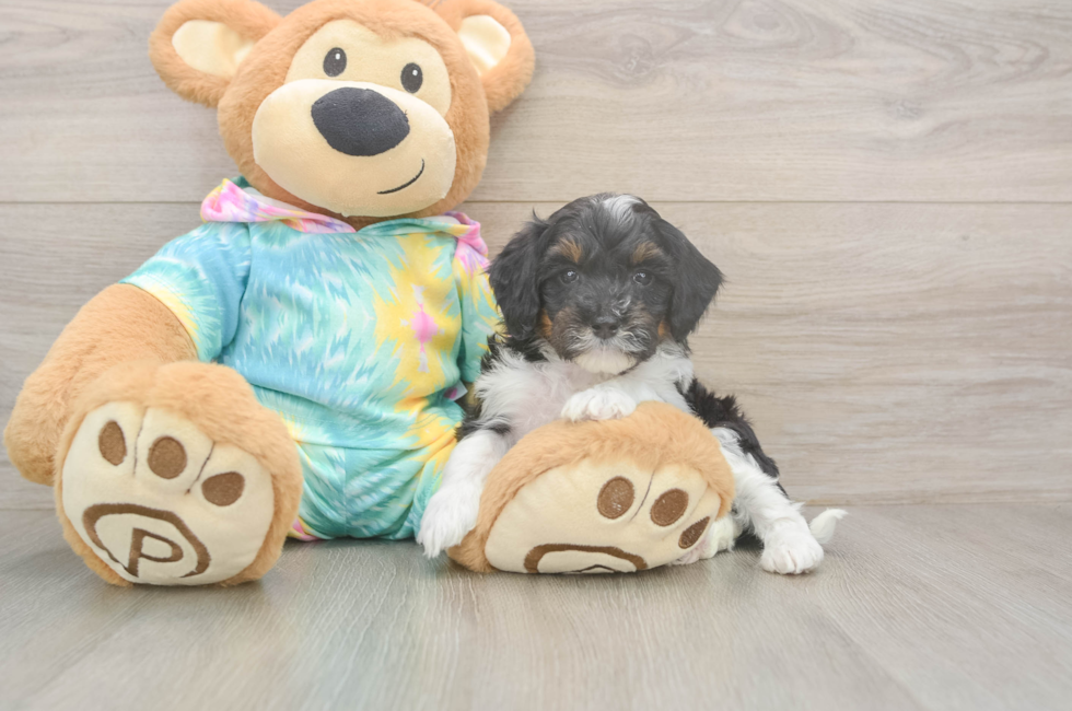 5 week old Mini Aussiedoodle Puppy For Sale - Premier Pups