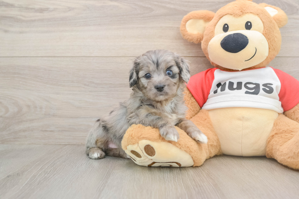 Small Mini Aussiedoodle Baby