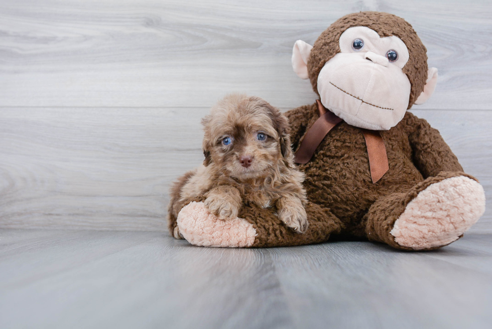 Mini Aussiedoodle Puppy for Adoption