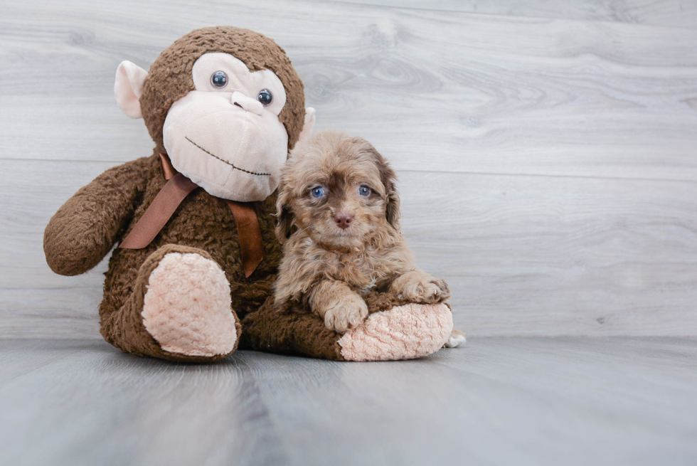 Mini Aussiedoodle Puppy for Adoption