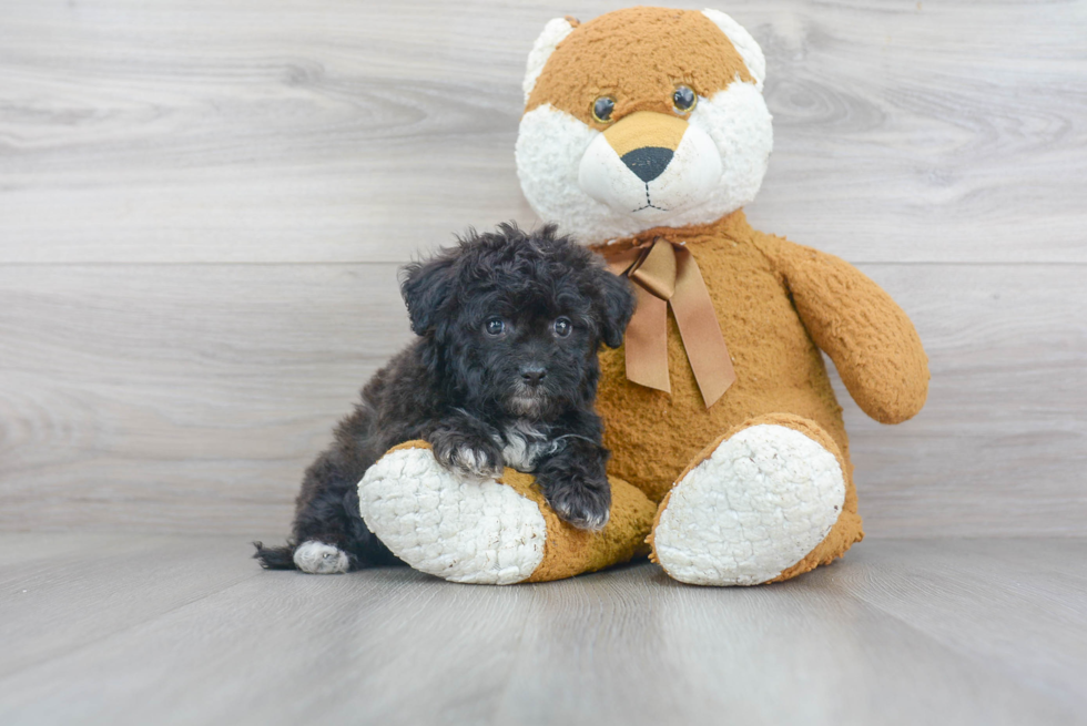 Best Mini Aussiedoodle Baby