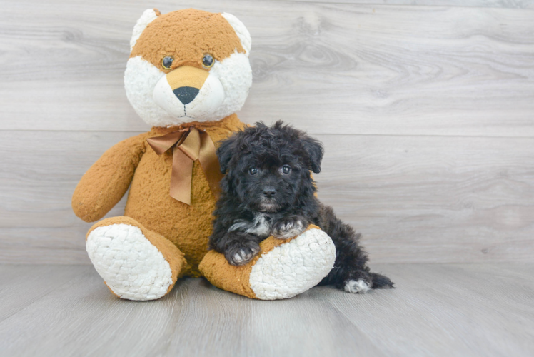 Popular Mini Aussiedoodle Poodle Mix Pup