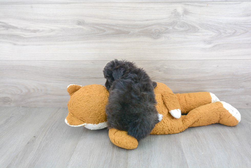 Best Mini Aussiedoodle Baby