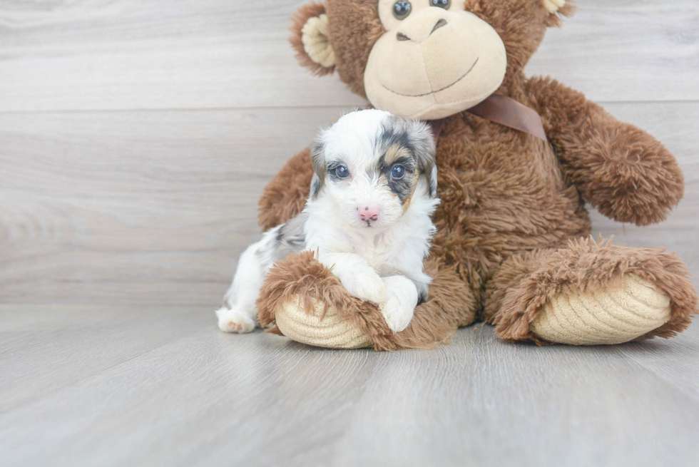 Playful Aussiepoo Poodle Mix Puppy