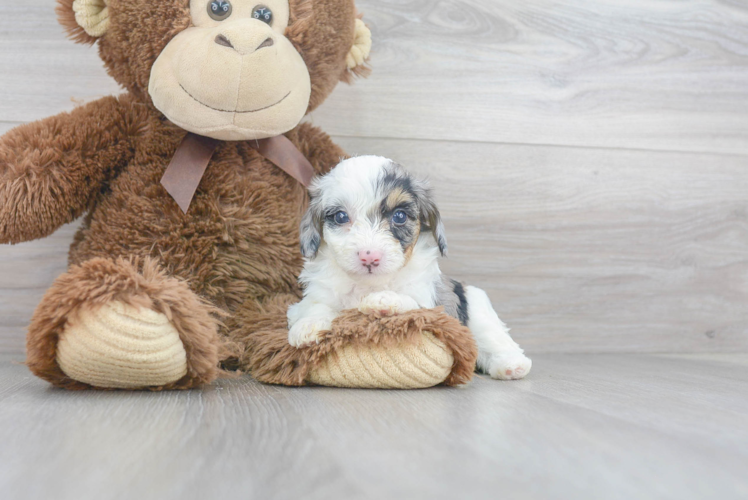 Adorable Aussiepoo Poodle Mix Puppy