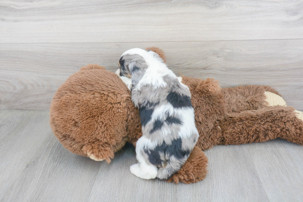 Best Mini Aussiedoodle Baby