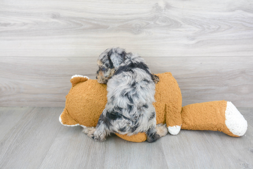 Petite Mini Aussiedoodle Poodle Mix Pup