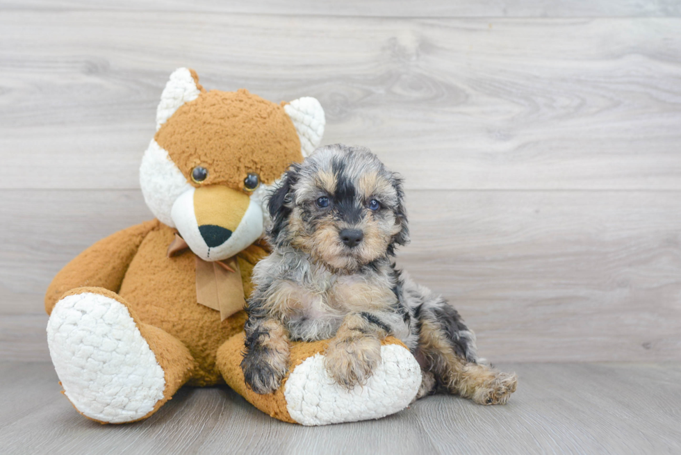 Small Mini Aussiedoodle Baby