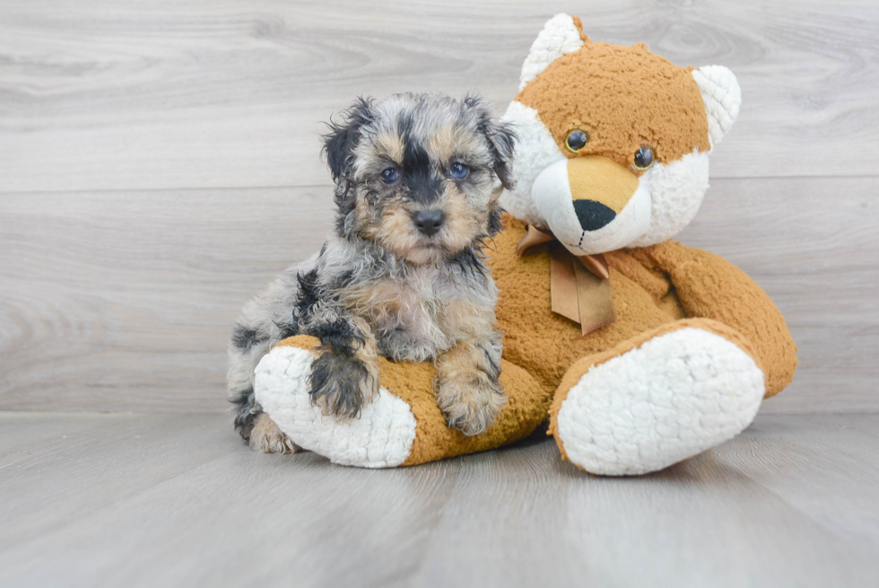 Happy Mini Aussiedoodle Baby