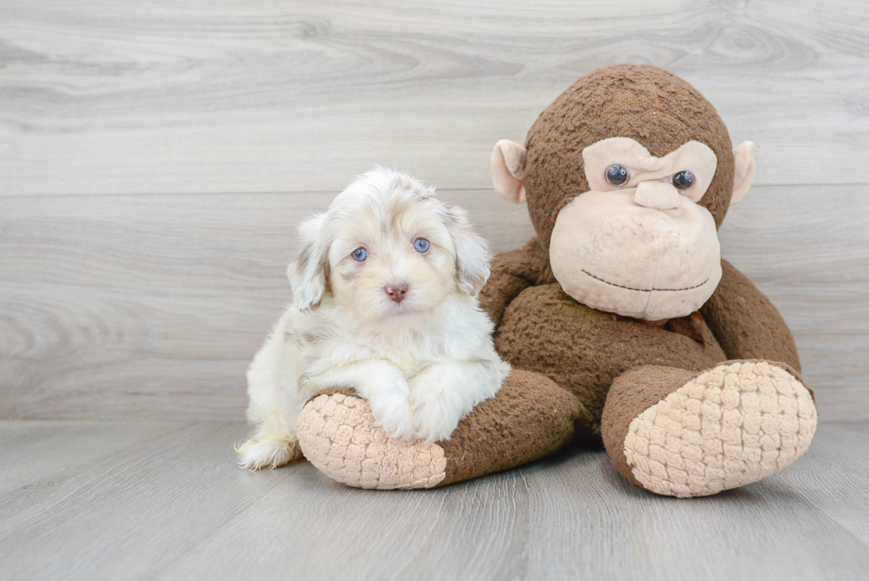 Mini Aussiedoodle Puppy for Adoption