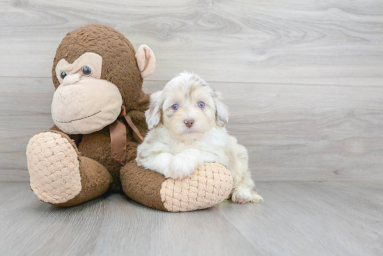 Mini Aussiedoodle Puppy for Adoption