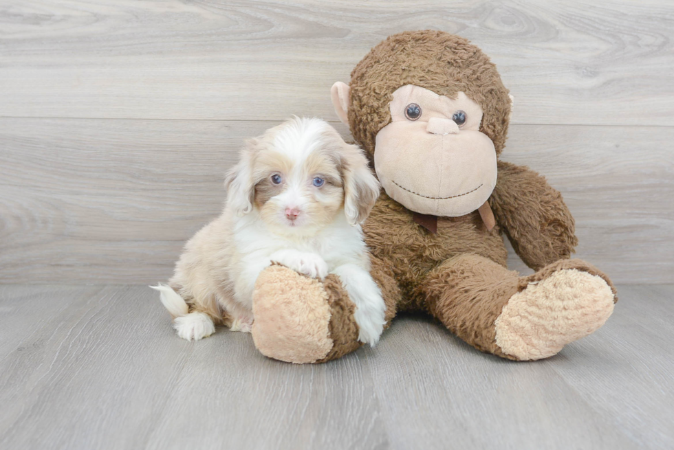 Mini Aussiedoodle Puppy for Adoption