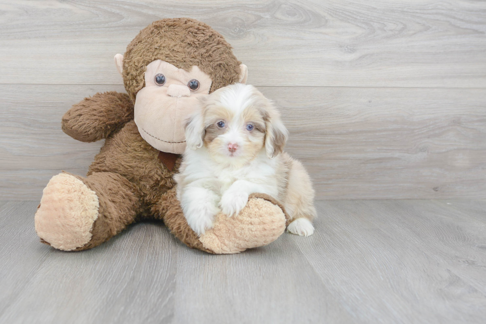 Mini Aussiedoodle Puppy for Adoption