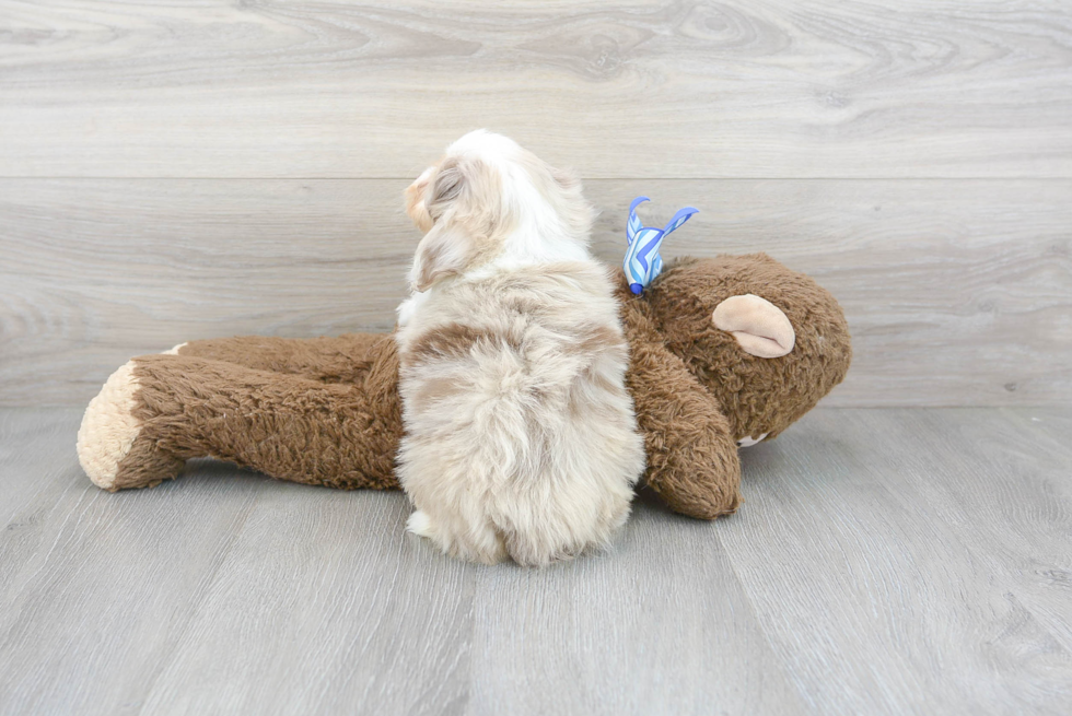 Mini Aussiedoodle Puppy for Adoption