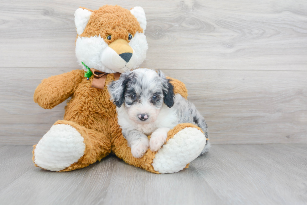 Cute Mini Aussiedoodle Baby