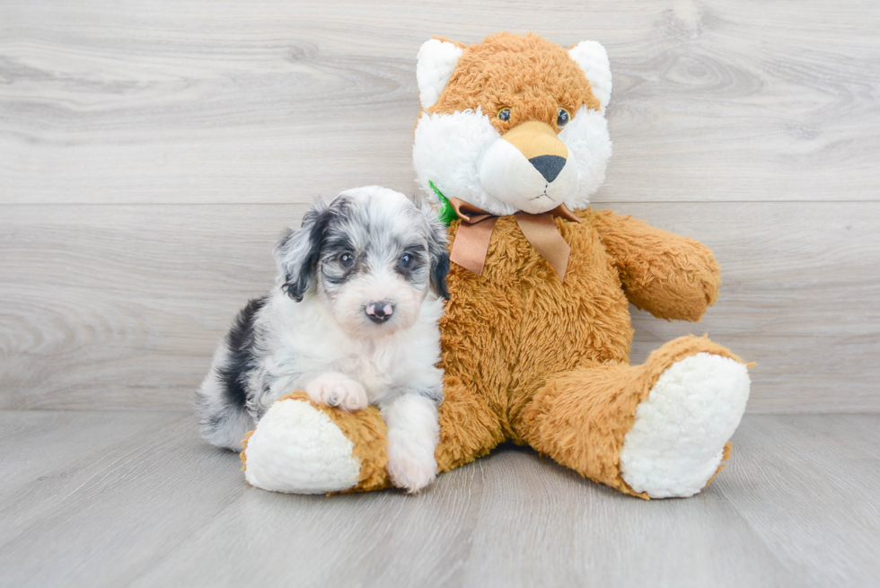 Mini Aussiedoodle Pup Being Cute