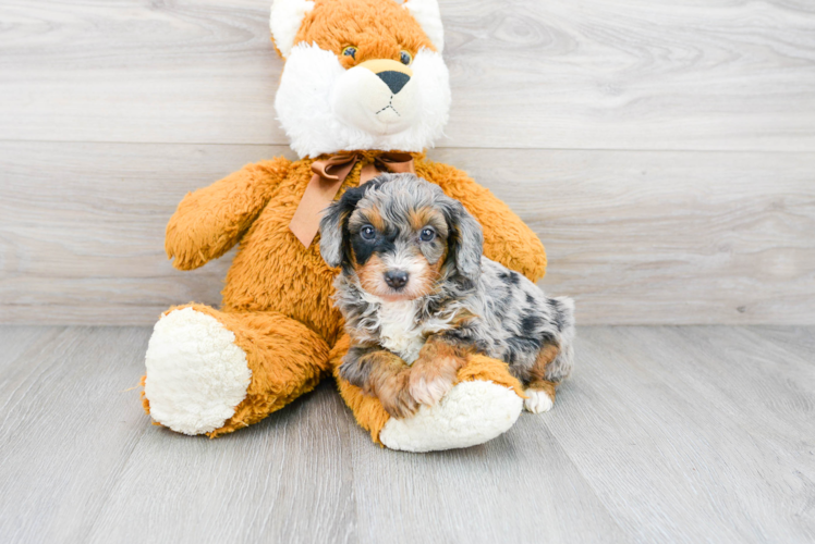 Mini Aussiedoodle Pup Being Cute