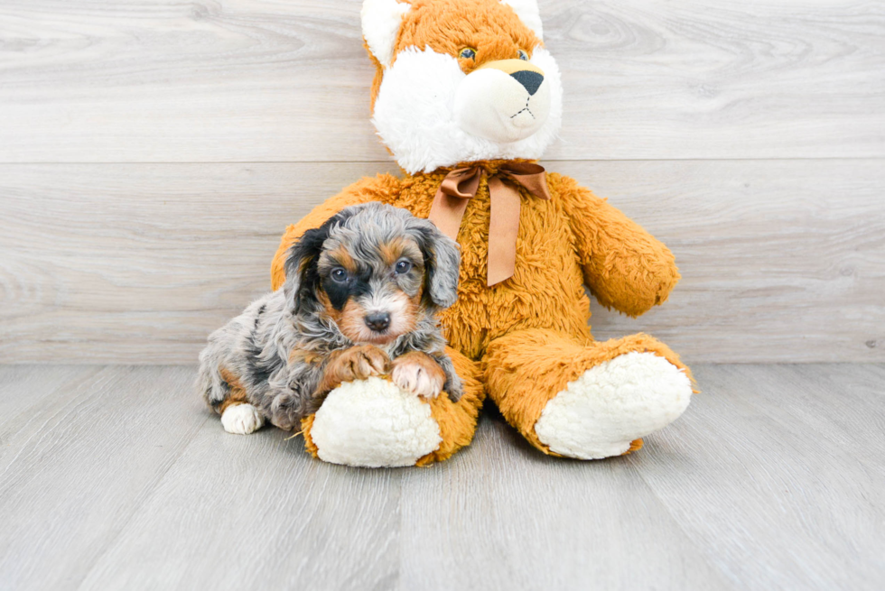 Little Aussiepoo Poodle Mix Puppy