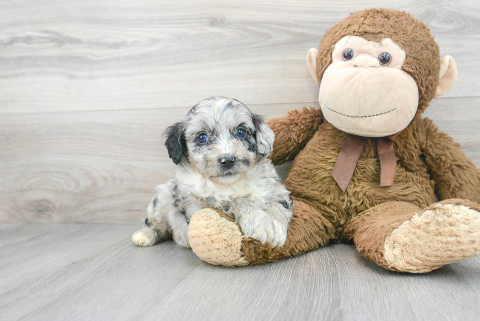 Playful Aussiepoo Poodle Mix Puppy