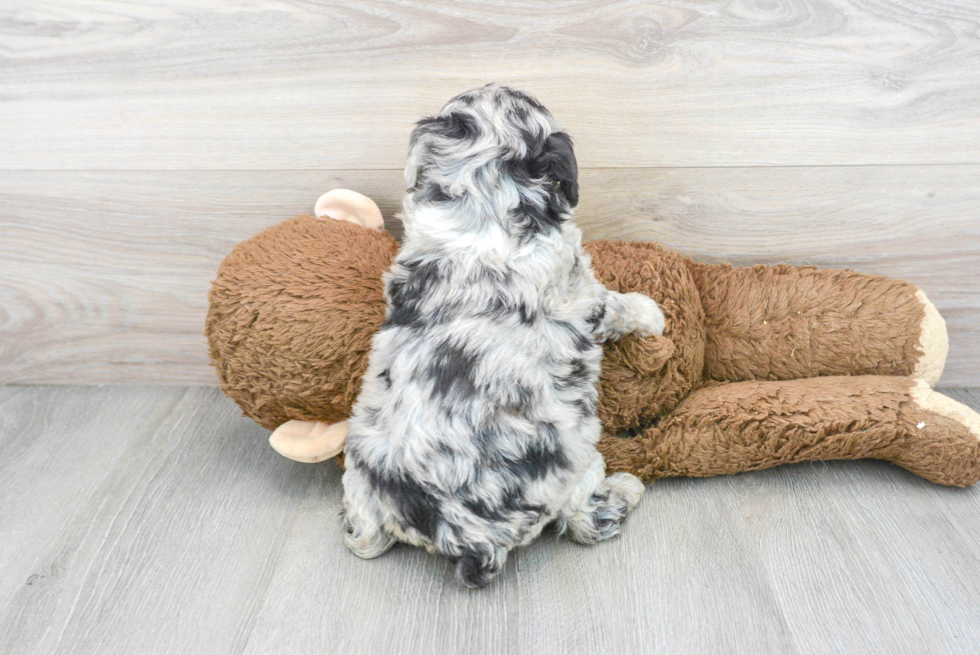 Best Mini Aussiedoodle Baby