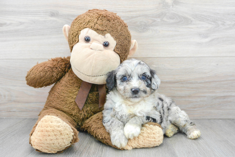 Energetic Aussiepoo Poodle Mix Puppy