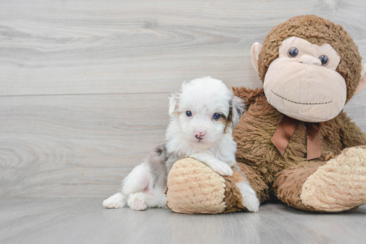 Mini Aussiedoodle Pup Being Cute