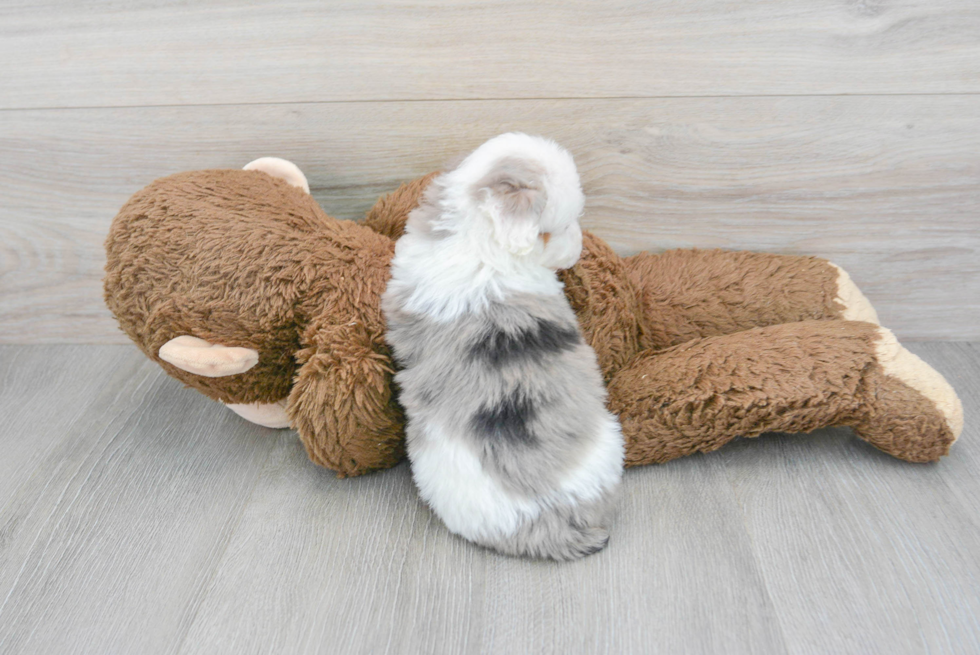 Mini Aussiedoodle Pup Being Cute