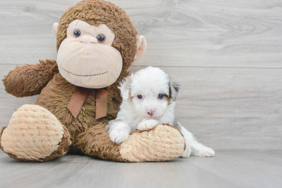 Cute Mini Aussiedoodle Baby