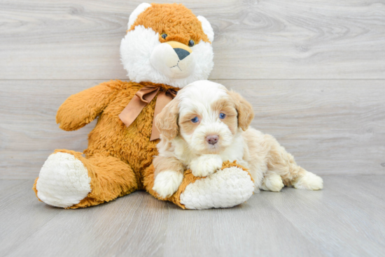 Adorable Aussiepoo Poodle Mix Puppy