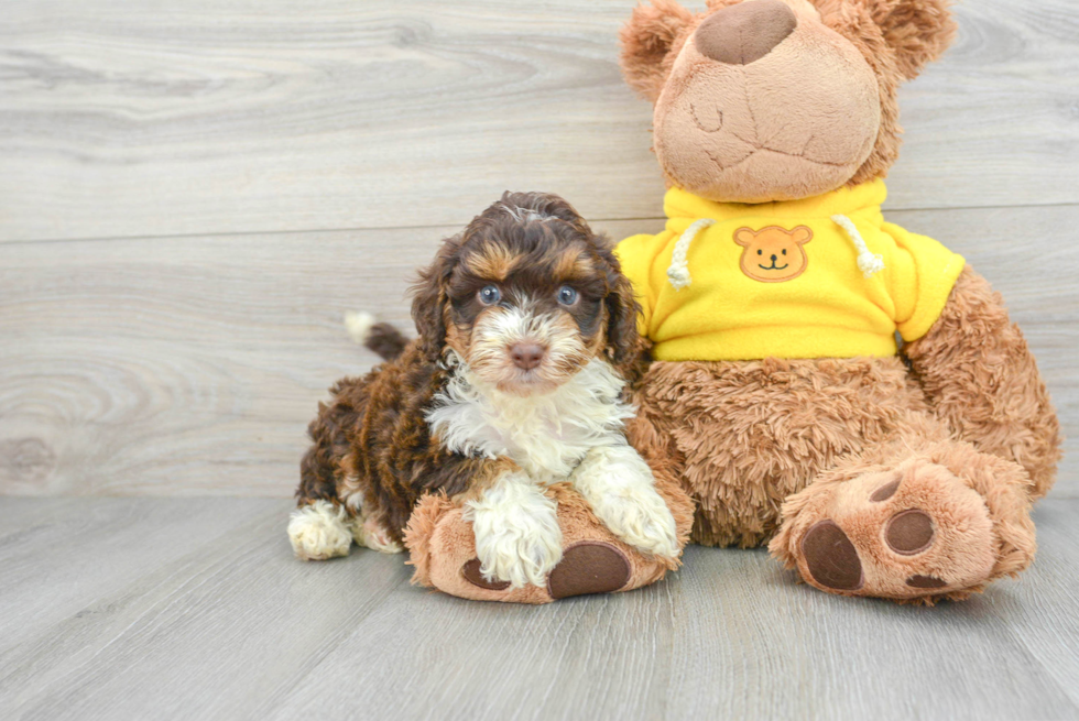 Best Mini Aussiedoodle Baby