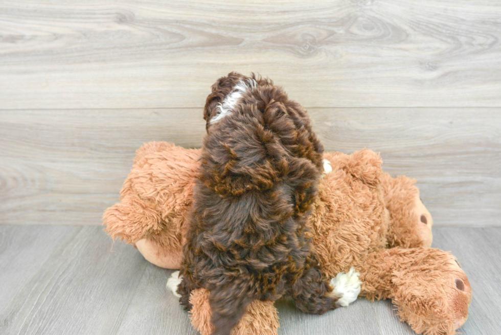 Petite Mini Aussiedoodle Poodle Mix Pup