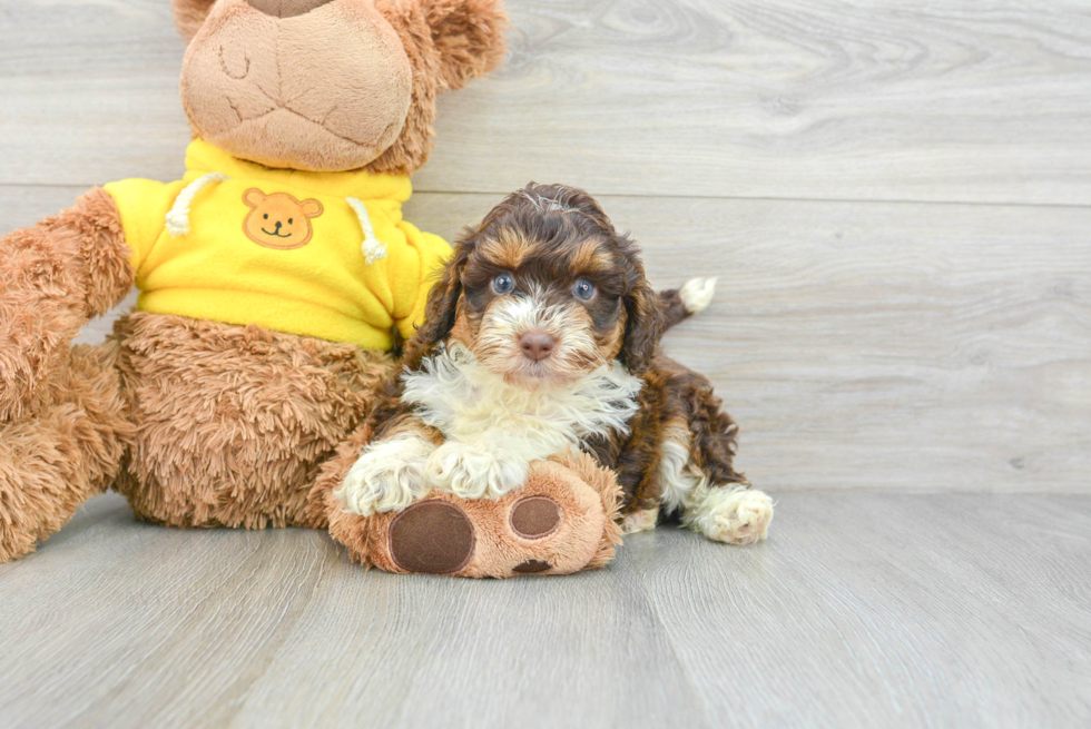 Mini Aussiedoodle Puppy for Adoption