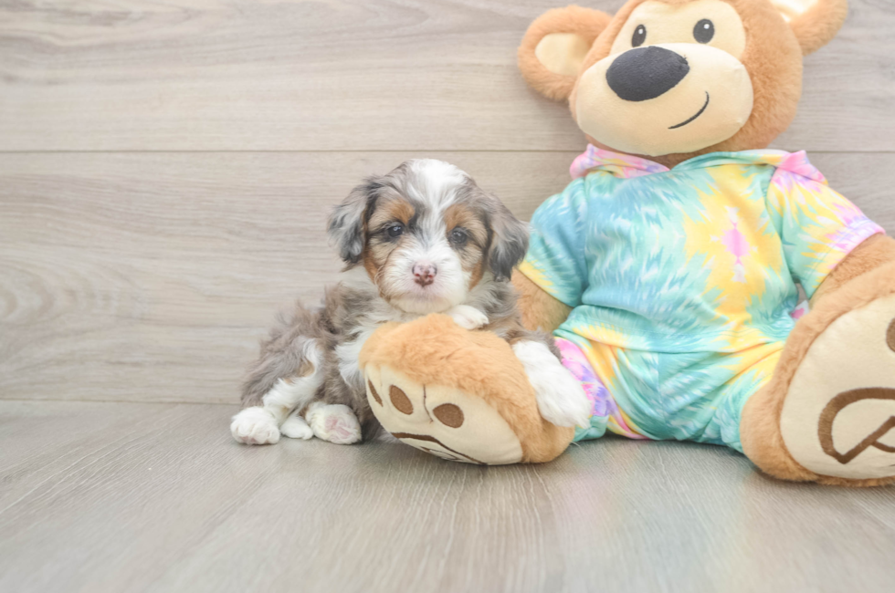 5 week old Mini Aussiedoodle Puppy For Sale - Premier Pups