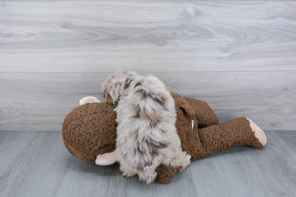 Friendly Mini Aussiedoodle Baby