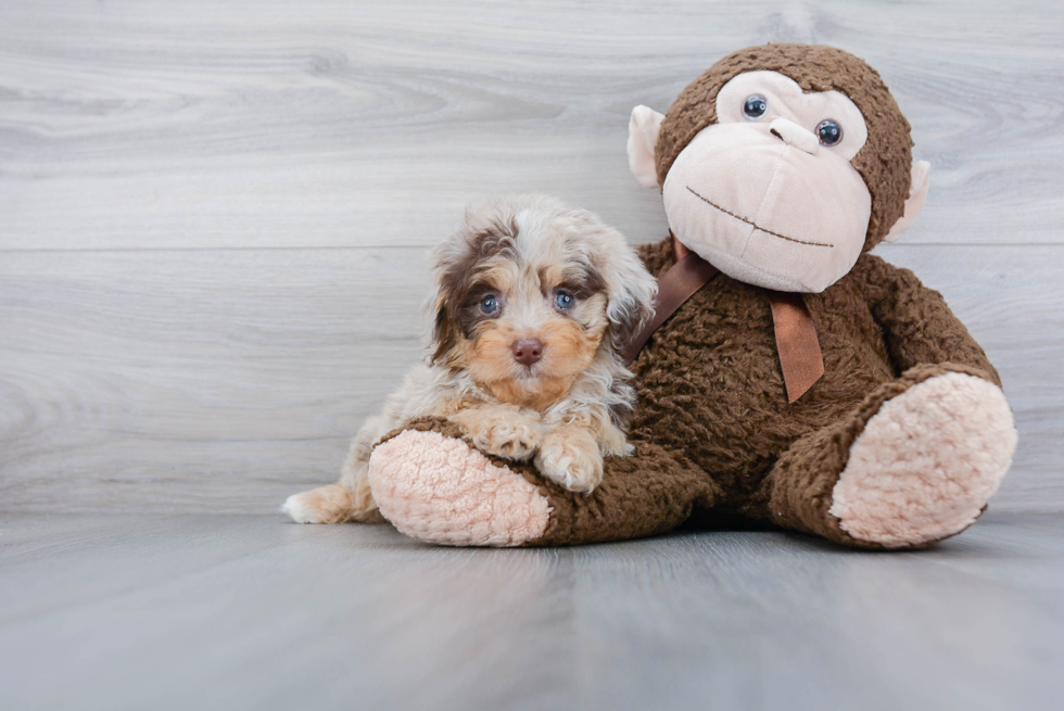 Adorable Aussiepoo Poodle Mix Puppy