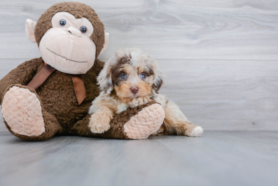 Mini Aussiedoodle Pup Being Cute