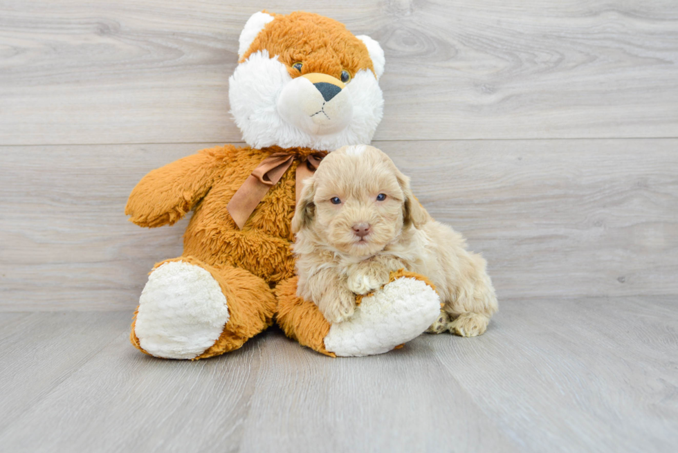 Popular Mini Aussiedoodle Poodle Mix Pup