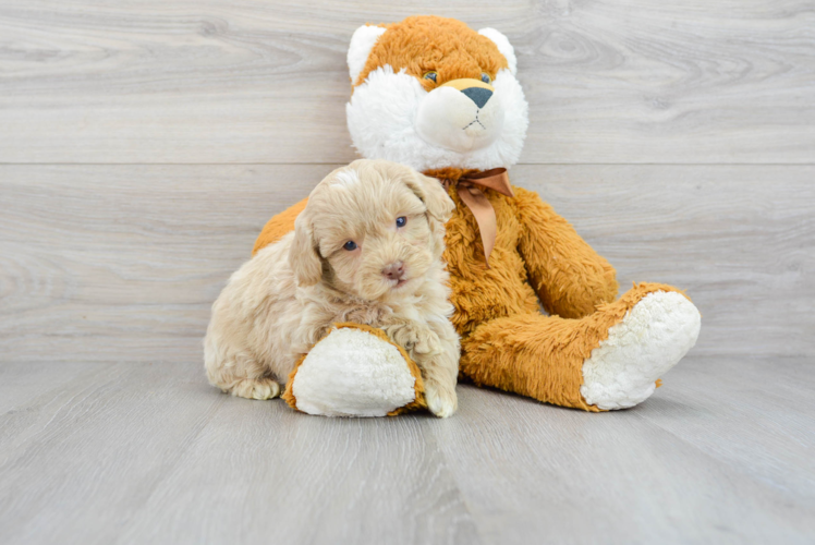 Best Mini Aussiedoodle Baby