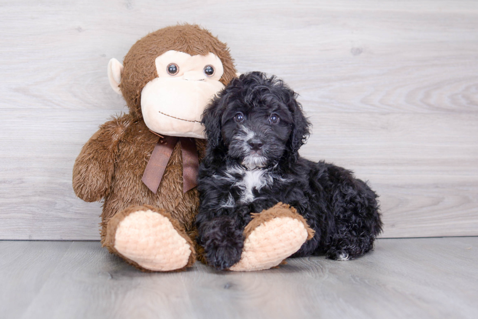 Best Mini Aussiedoodle Baby