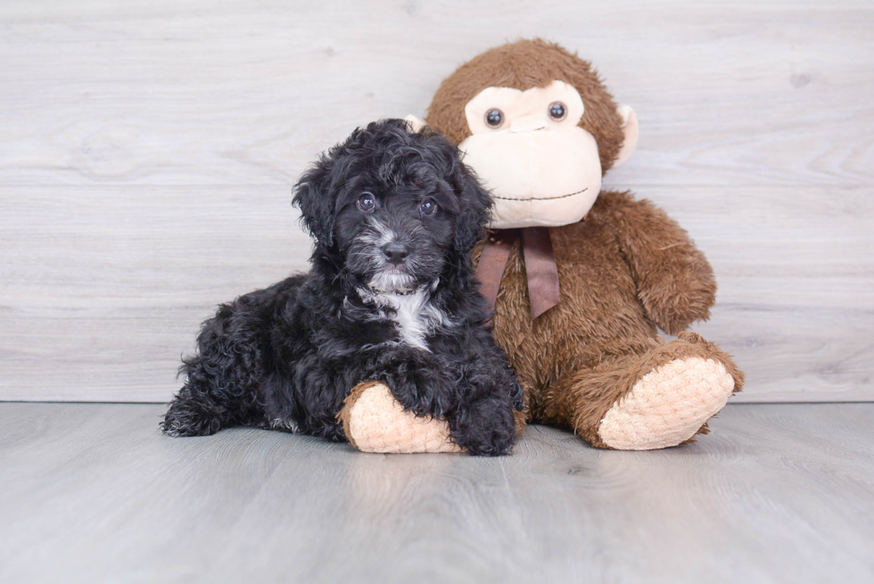 Best Mini Aussiedoodle Baby
