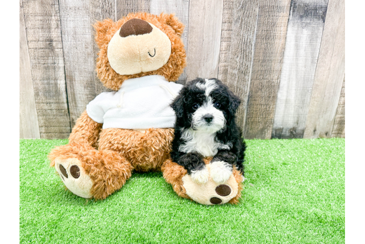 Funny Mini Aussiedoodle Poodle Mix Pup