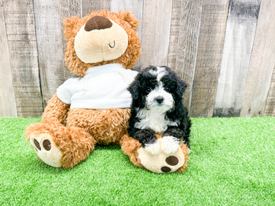 Funny Mini Aussiedoodle Poodle Mix Pup