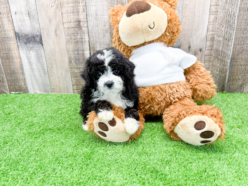 Cute Mini Aussiedoodle Baby