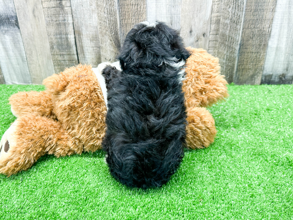 Mini Aussiedoodle Pup Being Cute