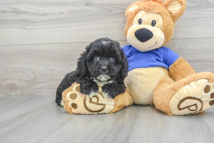 Friendly Mini Aussiedoodle Baby