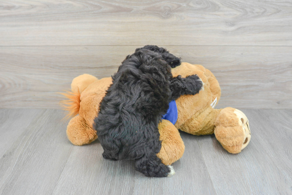 Best Mini Aussiedoodle Baby