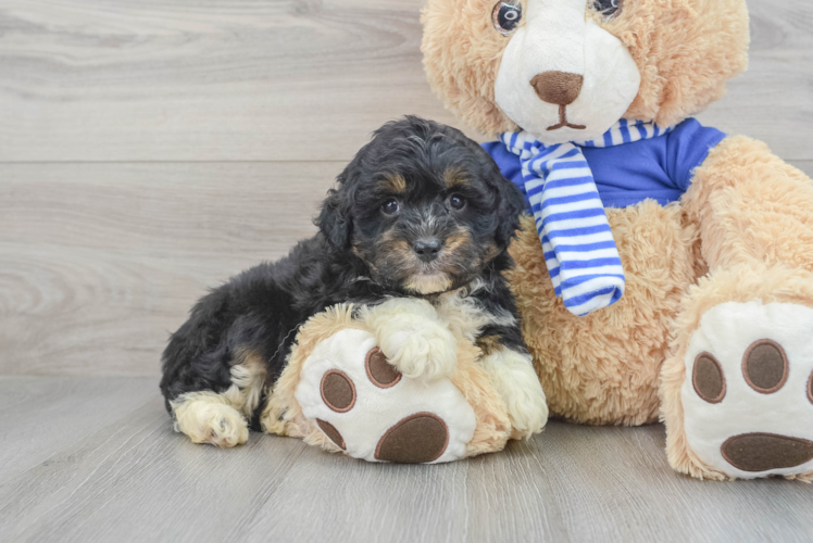 Mini Aussiedoodle Pup Being Cute