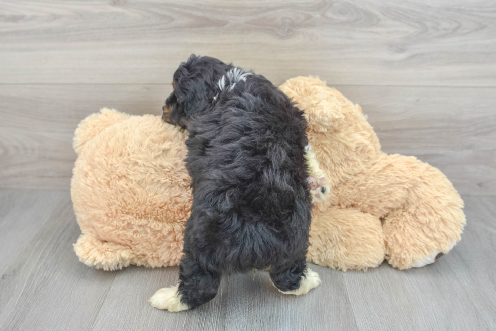 Happy Mini Aussiedoodle Baby